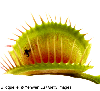Venusfalle